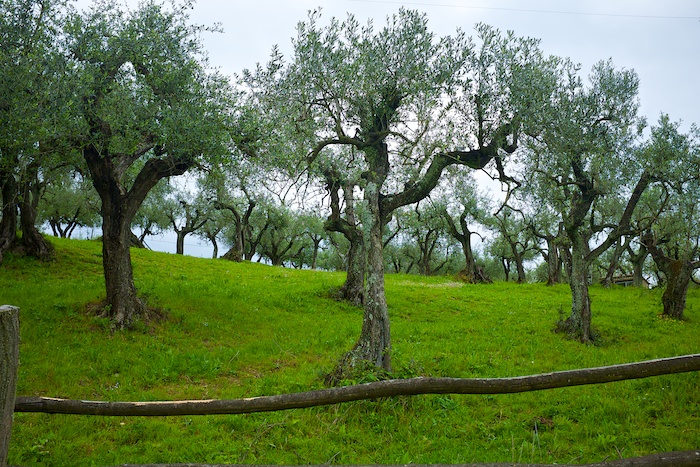 Olive trees here on the grounds