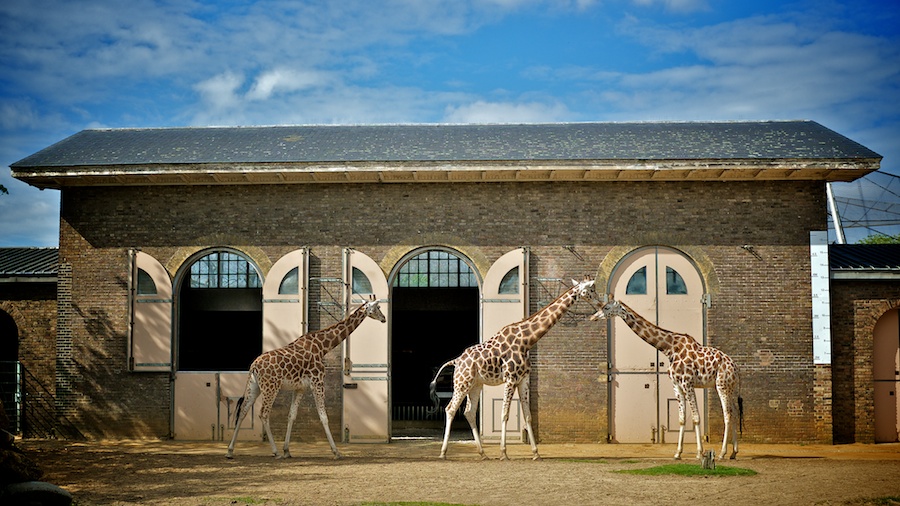 Long-necked, long-tongued, polka-dotted things.