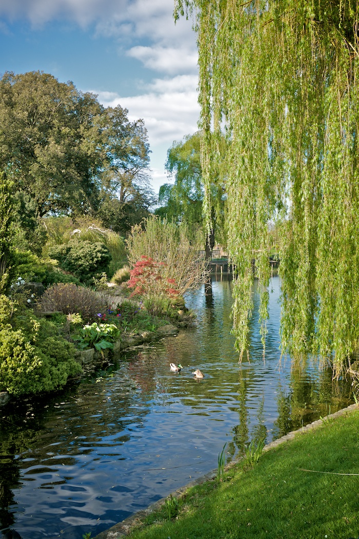 Willow trees